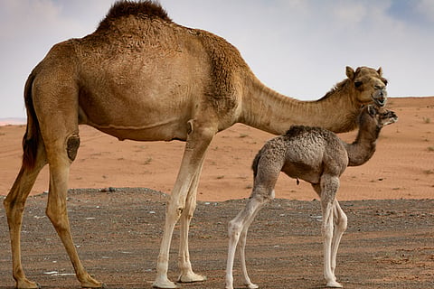camel