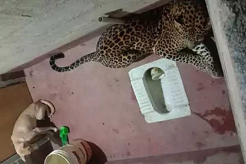 cheeta