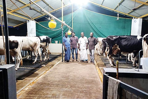 cow