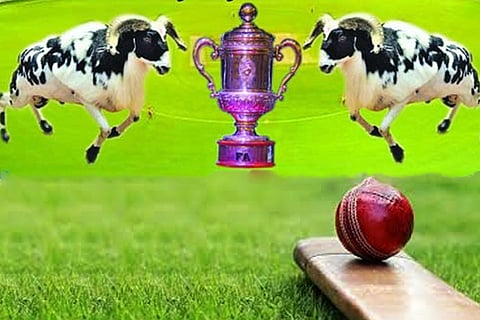 cricket