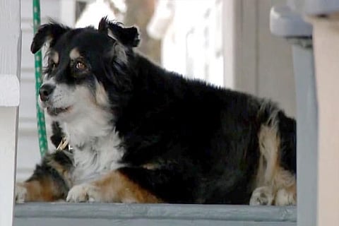 dog