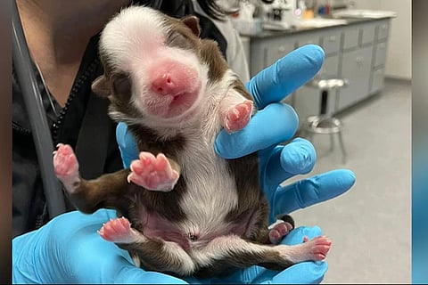 dog