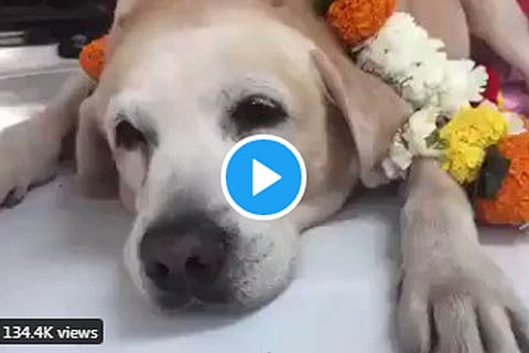 dog