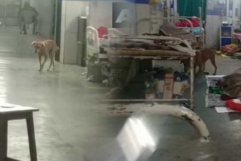 dog
