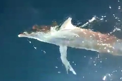 fish