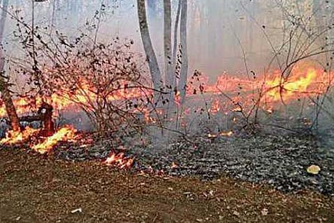 forest fire
