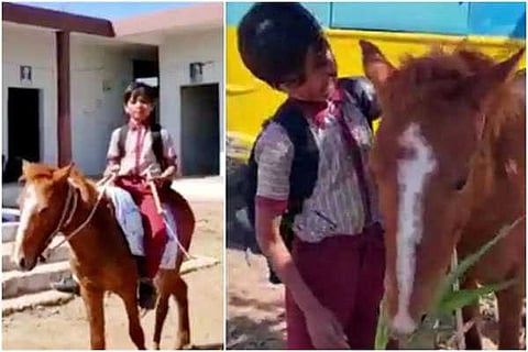 horse