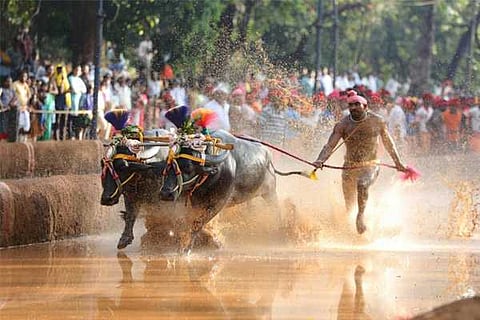 kambala