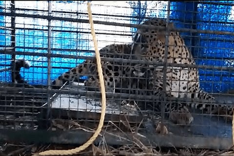 leopard
