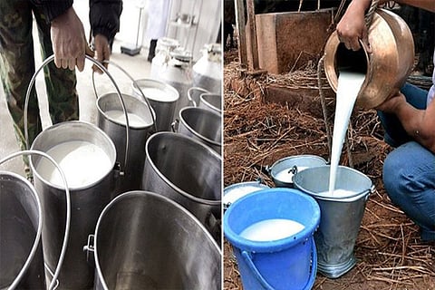 milk