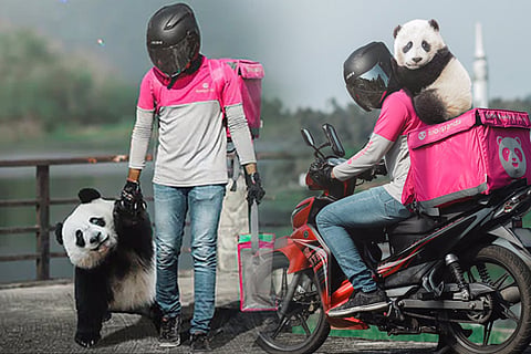 panda