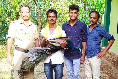 peacock