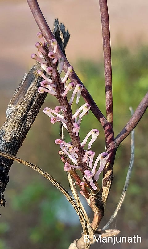 plant species