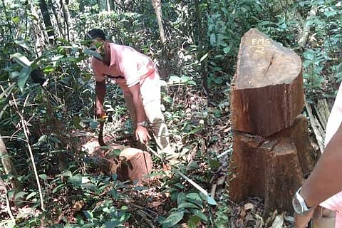 tree