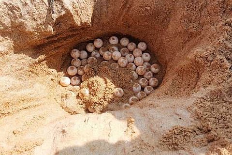turtle eggs