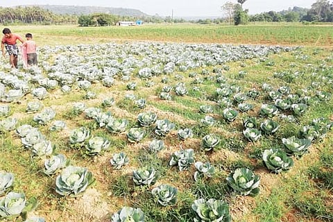 veg