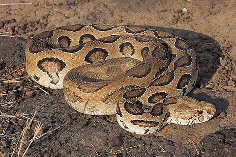 viper