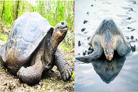 ಆಮೆ