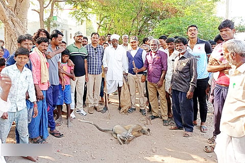 09032021 Devadurga Monkey captured