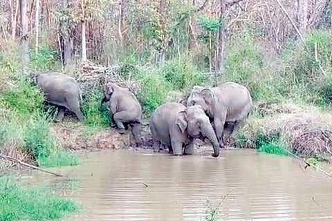 15KLG- elephent 1