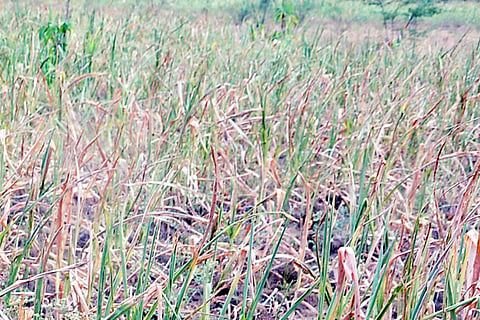 25CBP1(drought)