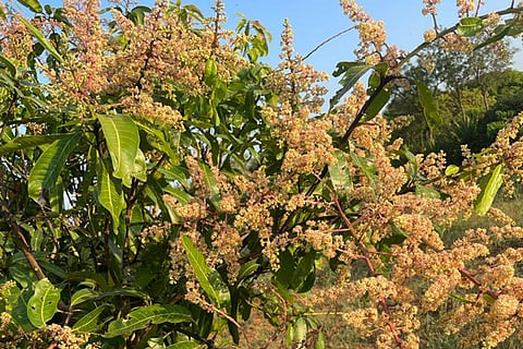 27 Srinivaspur - 1+1