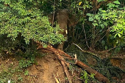 Elephant