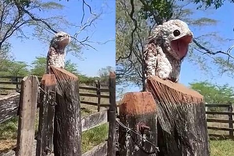 Ghost Bird