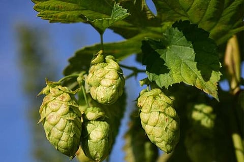 Hop Shoots