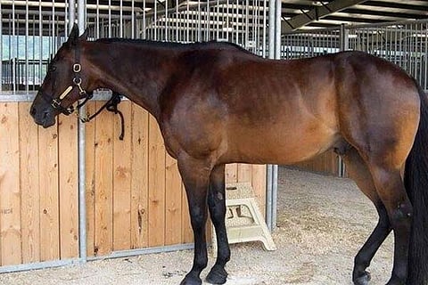 Horse 1