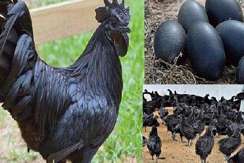 Kadaknath