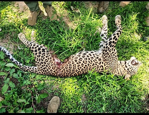 Leopard dies