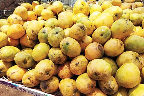 Mangalore Magoes