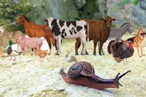 Manollasa