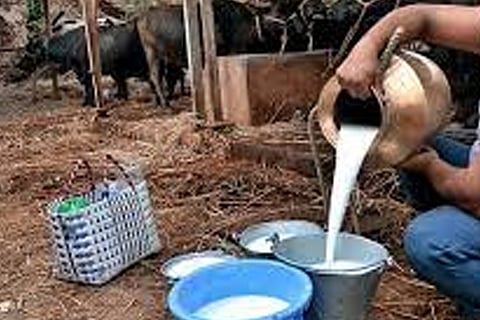 Milk