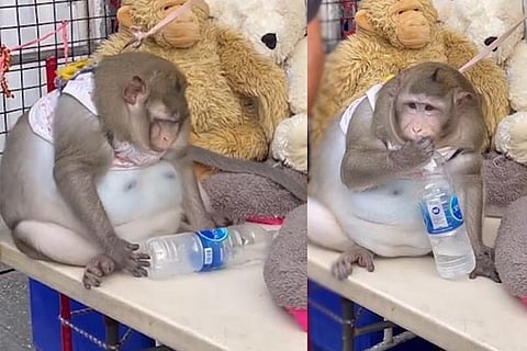 Monkey 1