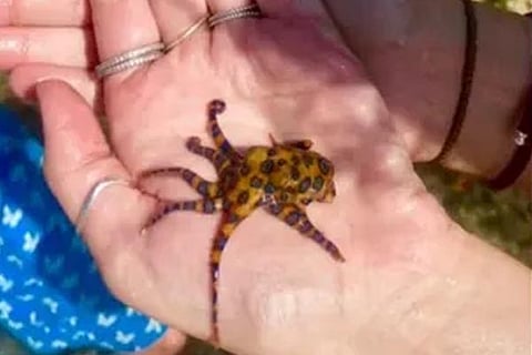 Octopus