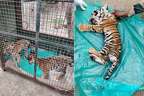 Tiger-Cubs
