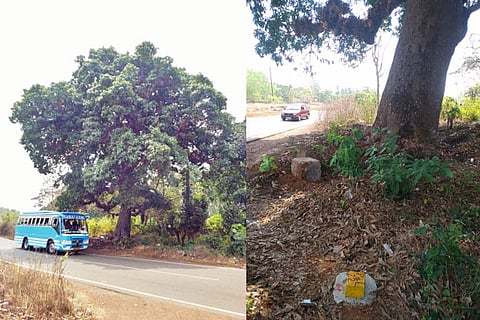 Tree cut road