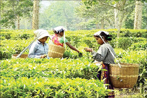assam tea