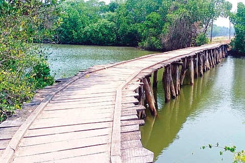 bridge new