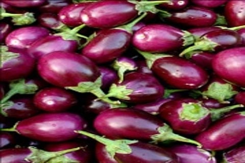 brinjal