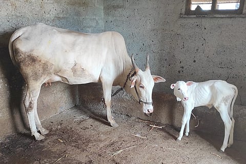 cow-gadag
