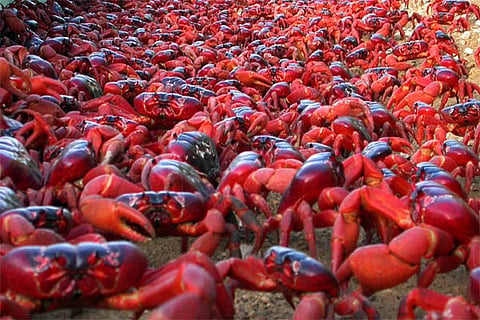 crab