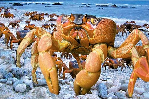 crab