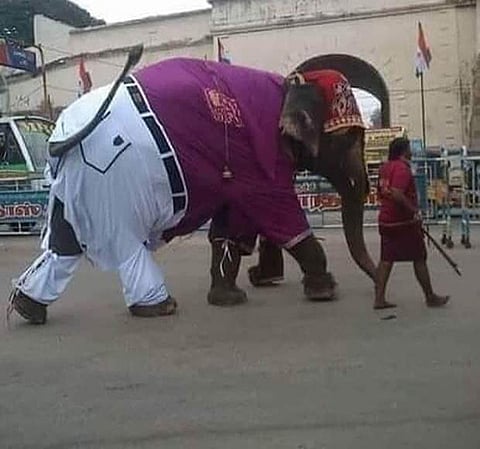 elepant