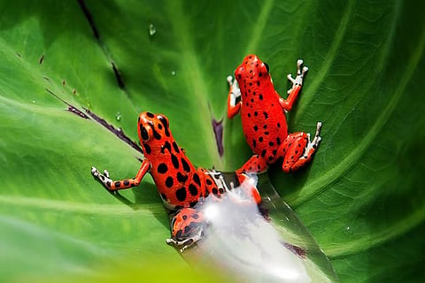 frog