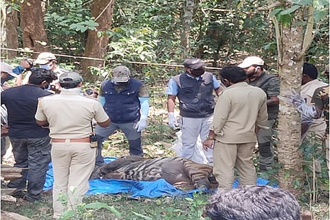 kodagu tiger