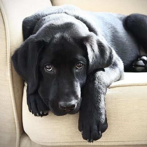 l dog