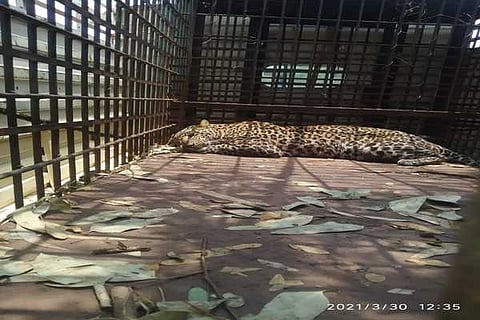 leopard